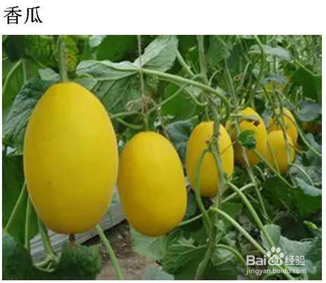 五月最该吃的应季水果，送给爱吃水果的你！