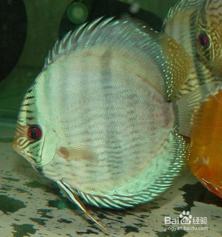 鱼缸鱼种的选择及混养