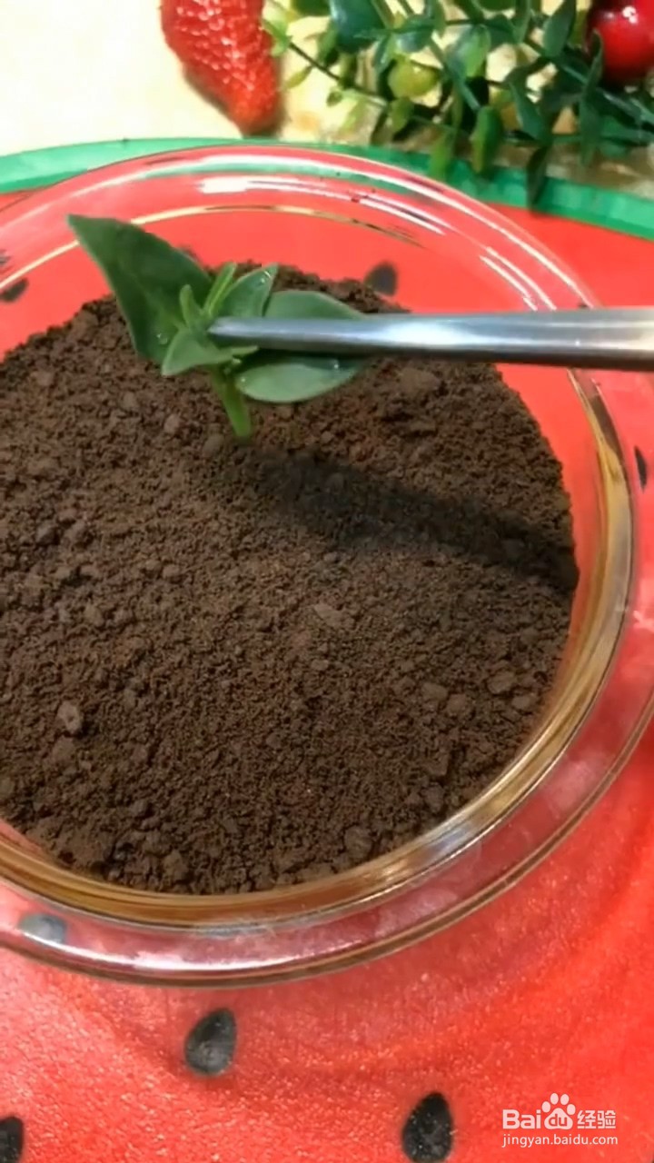 怎么制作芒果盆栽
