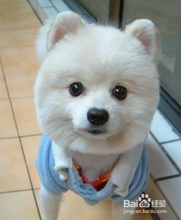 训练狗狗定点大小便的技巧