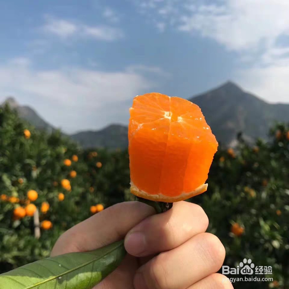 临海涌泉蜜桔什么时候上市呢