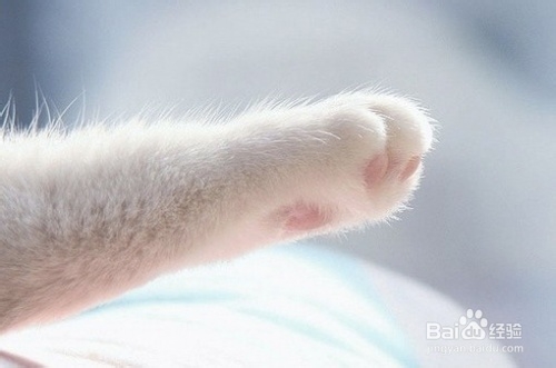 为猫咪打造玩耍天堂