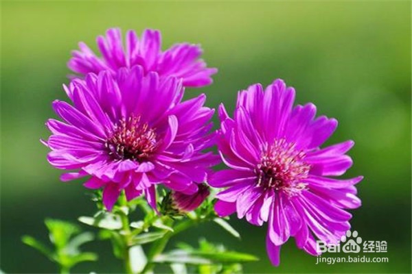 荷兰菊的养殖方法和注意事项