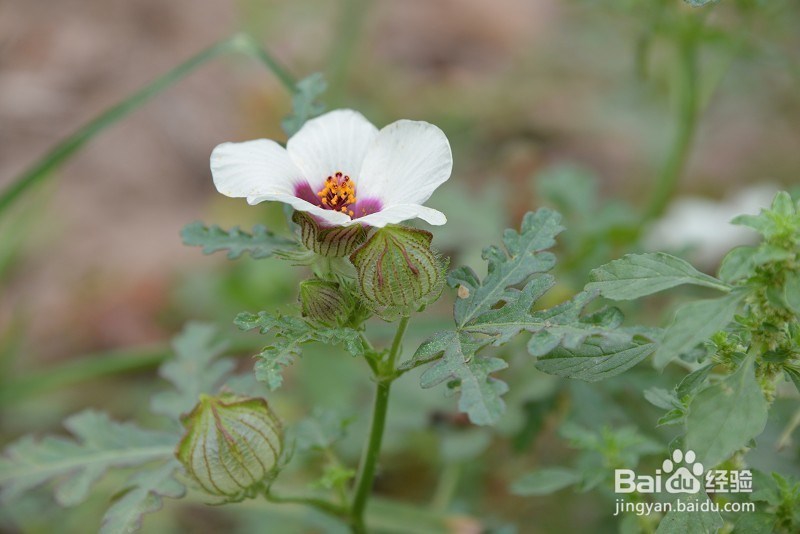 背景虚化的感觉