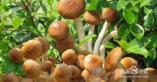 新型茶树菇烘干机介绍及实际烘干应用