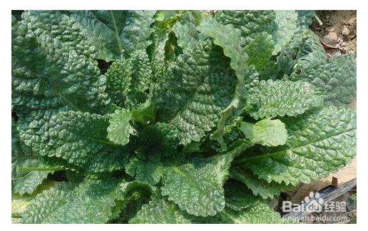 癞蛤蟆草（青蛙草）如何食用治疗咽喉肿痛？