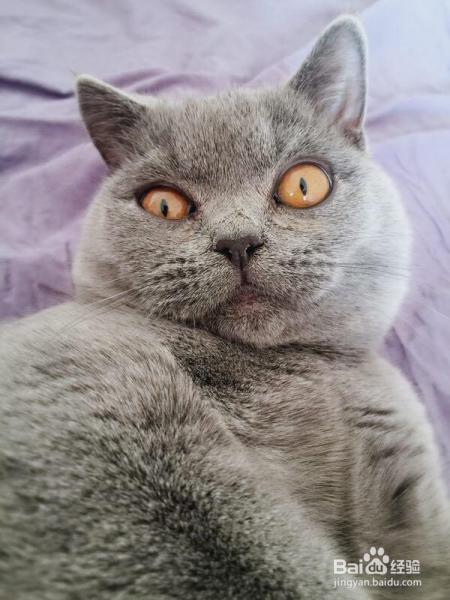 你家主子的猫砂选对了吗？