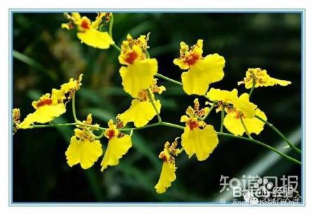 100种兰花品种图鉴，花开瞬间，艳冠群芳！