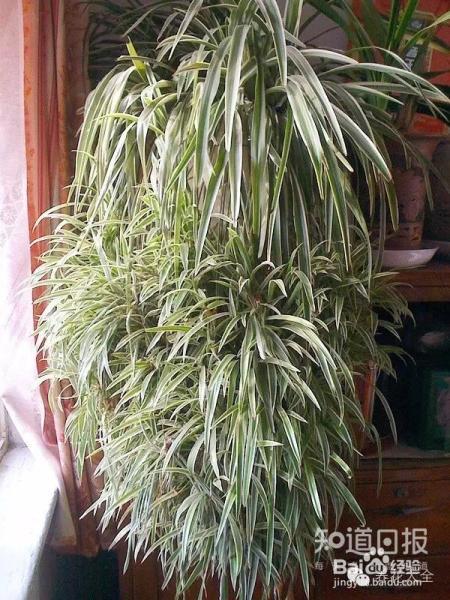 他养的花长到戳屋顶,咋养的