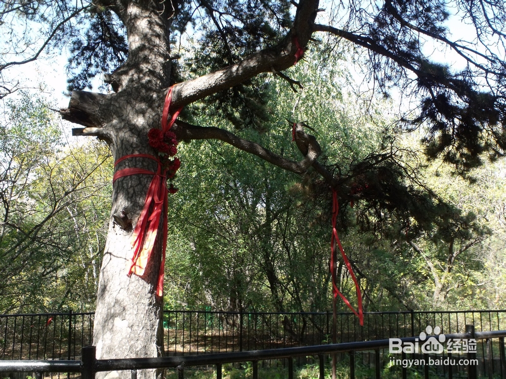 如何探寻沈阳北陵公园的古松群（神树）
