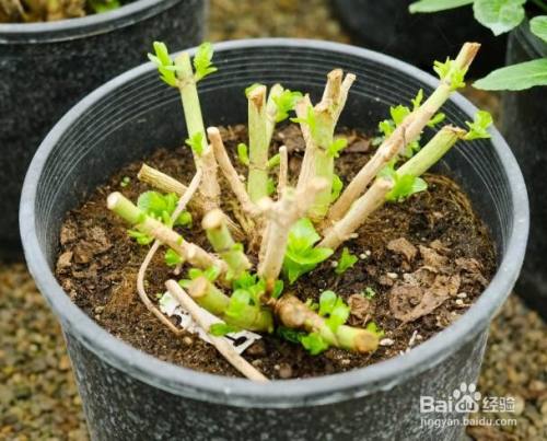 无尽夏绣球花的养殖方法和注意事项 百度经验