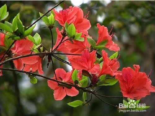 野生映山红的养殖方法