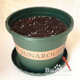 爬藤牵牛花的种植方法