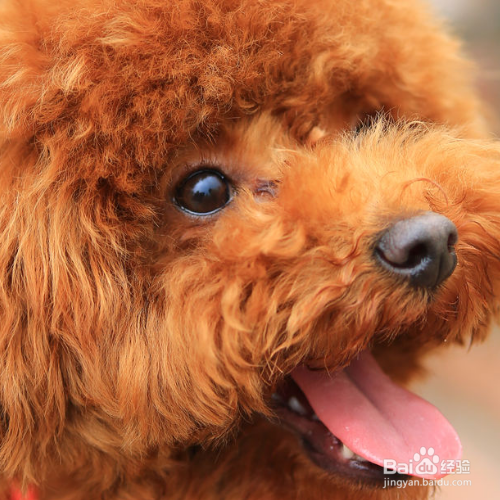 泰迪犬怎么把毛色如何变亮