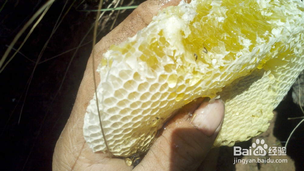 蜂巢蜜的作用与功效