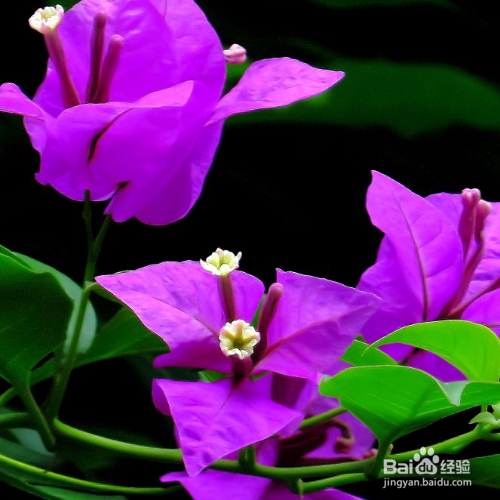 盆栽养殖三角梅需要注意些什么？