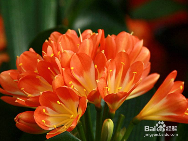 新买的君子兰应该如何养殖?