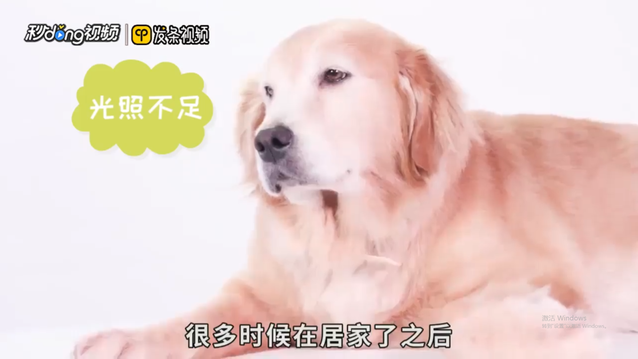 狗狗鼻子褪色是怎么回事