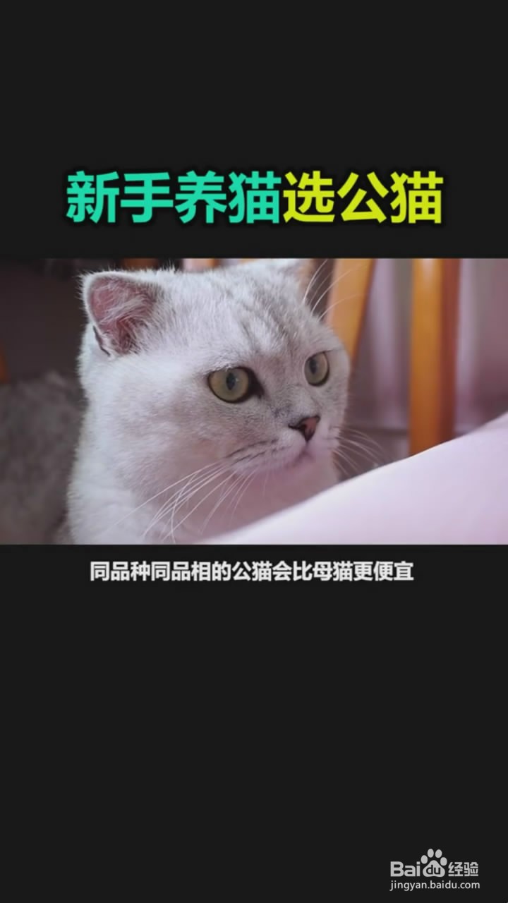 新手养公猫有哪些好处