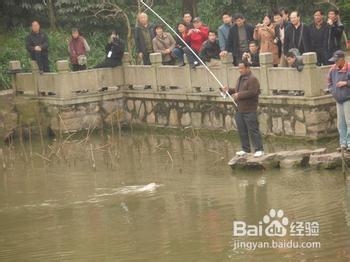 如何钓鱼：[6]如何钓青鱼？