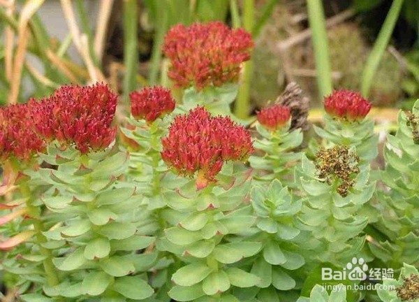 红景天怎么吃？红景天有哪些功效与作用？