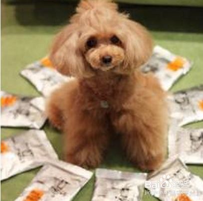 怎样科学喂养贵宾犬