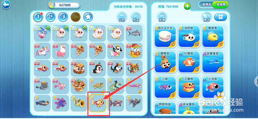 萌鱼泡泡手游皇冠期红锦鲤如何进入观赏池