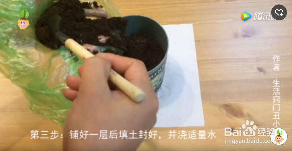 如何用香蕉皮自制花肥养薄荷?