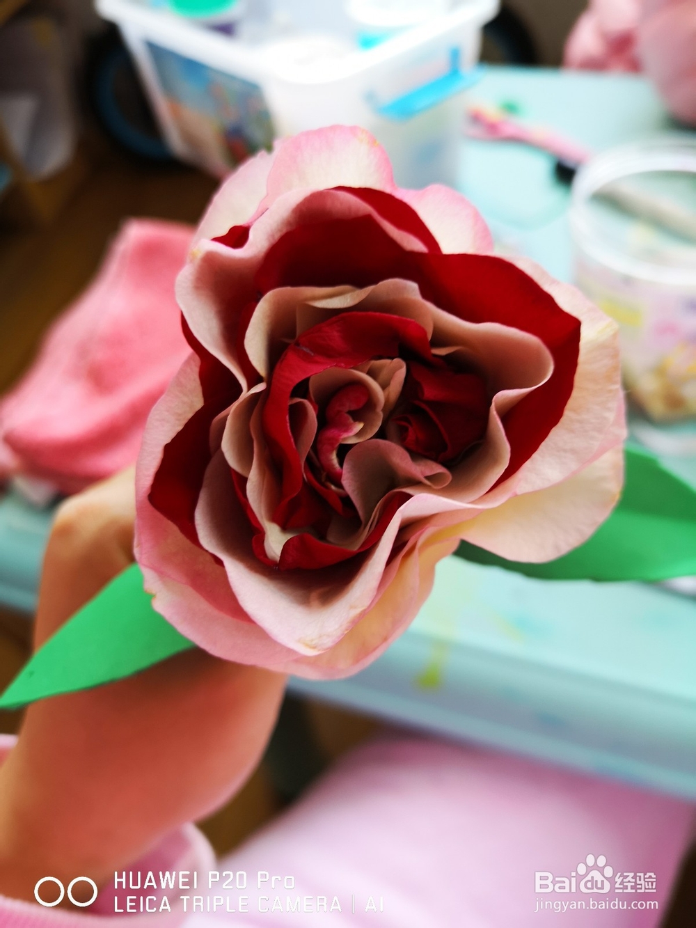 手工5——双色玫瑰花