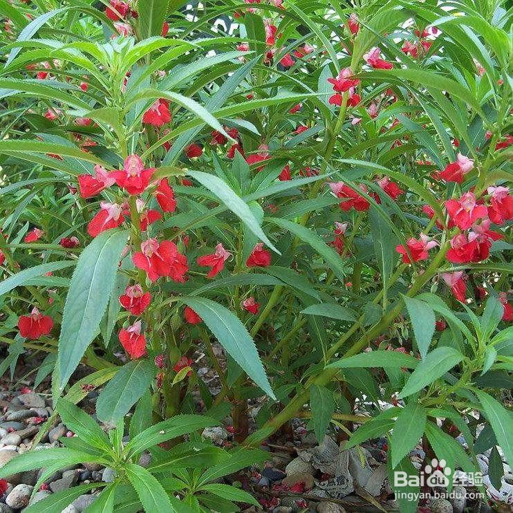 中国古代女子常用作为美甲材料蚂蚁庄园答案最新