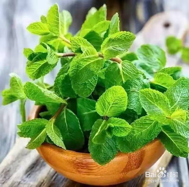 办公室里养这几种植物,让大家一整天精神抖擞