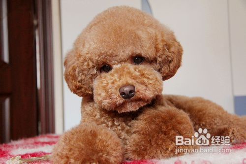 人用的药物能给贵宾狗狗用的理由