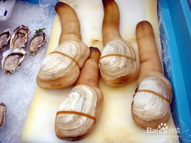 象拔蚌热销中国，象拔蚌的营养价值