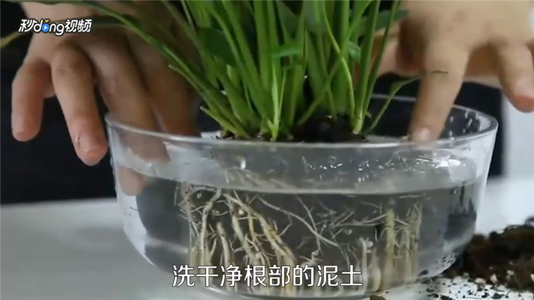 一帆风顺花怎么养