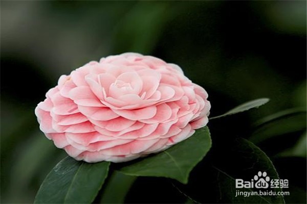 山茶花的养殖方法和注意事项都有什么?