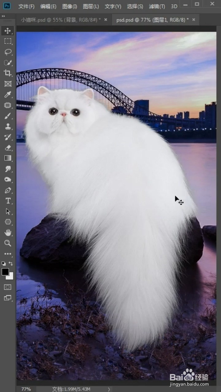 PS中如何抠猫咪的毛发?