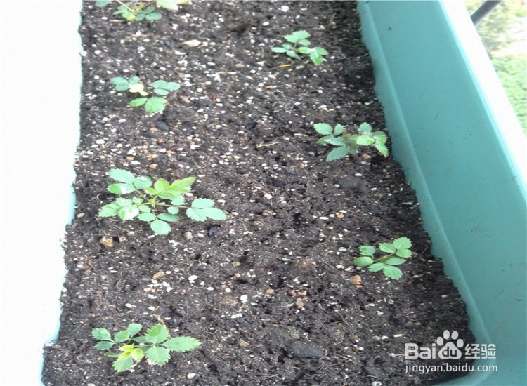 月季从播种到发芽、长叶、开花的全过程