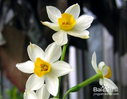 水仙花的养殖方法