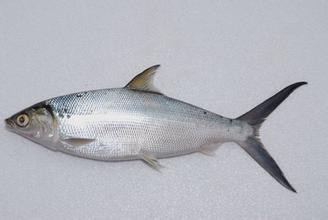 食物相生相克大全