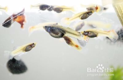 ​怎样鉴别和繁殖珍珠玛丽鱼