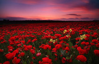 玫瑰花的中药用途