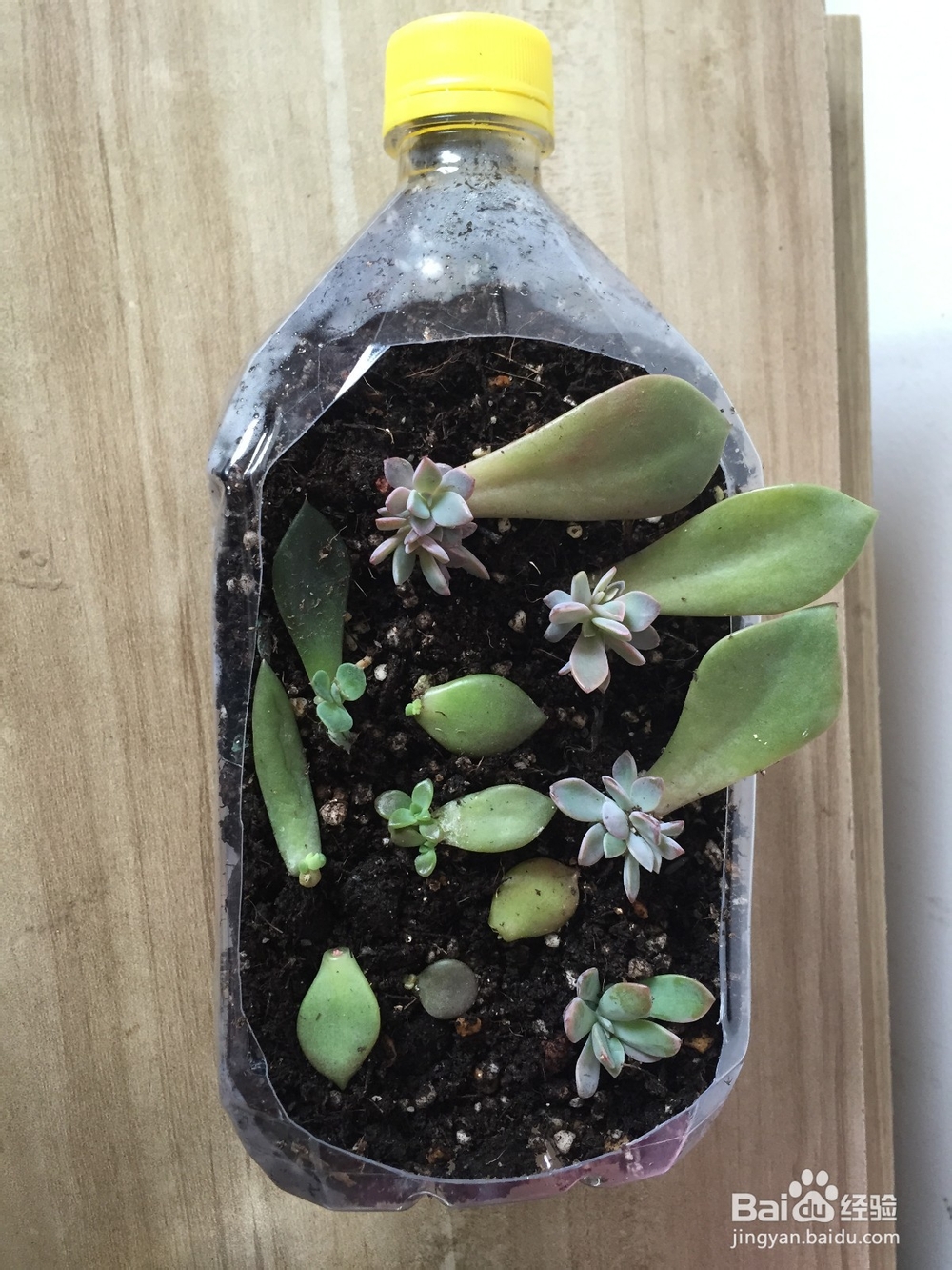 废旧塑料瓶变身小花盆