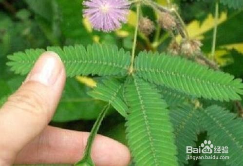 含羞草叶子发黄怎么办