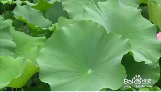 荷叶泡水喝的益处，健体护身