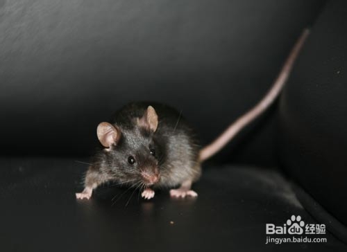家里有老鼠该如何预防?