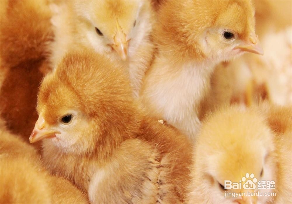 返乡农民工回家养殖盘步骤？