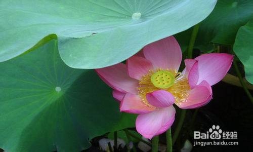 2013无锡蠡园荷花节旅游攻略