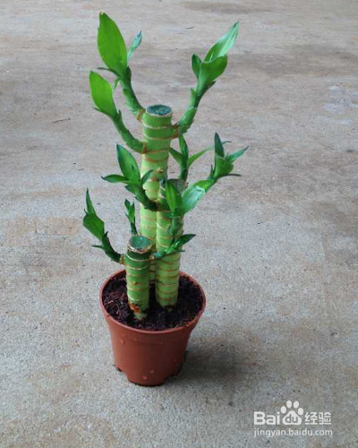 室内的绿化莲花竹怎么养护？