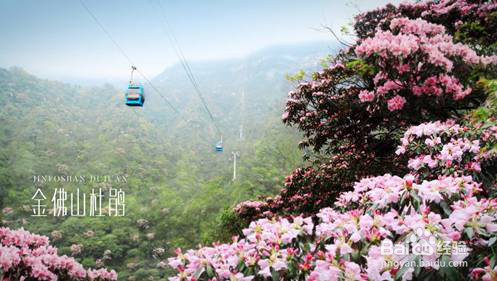 金佛山杜鹃花赏花路线