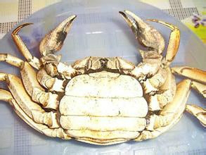 吃螃蟹需要知道的那些事